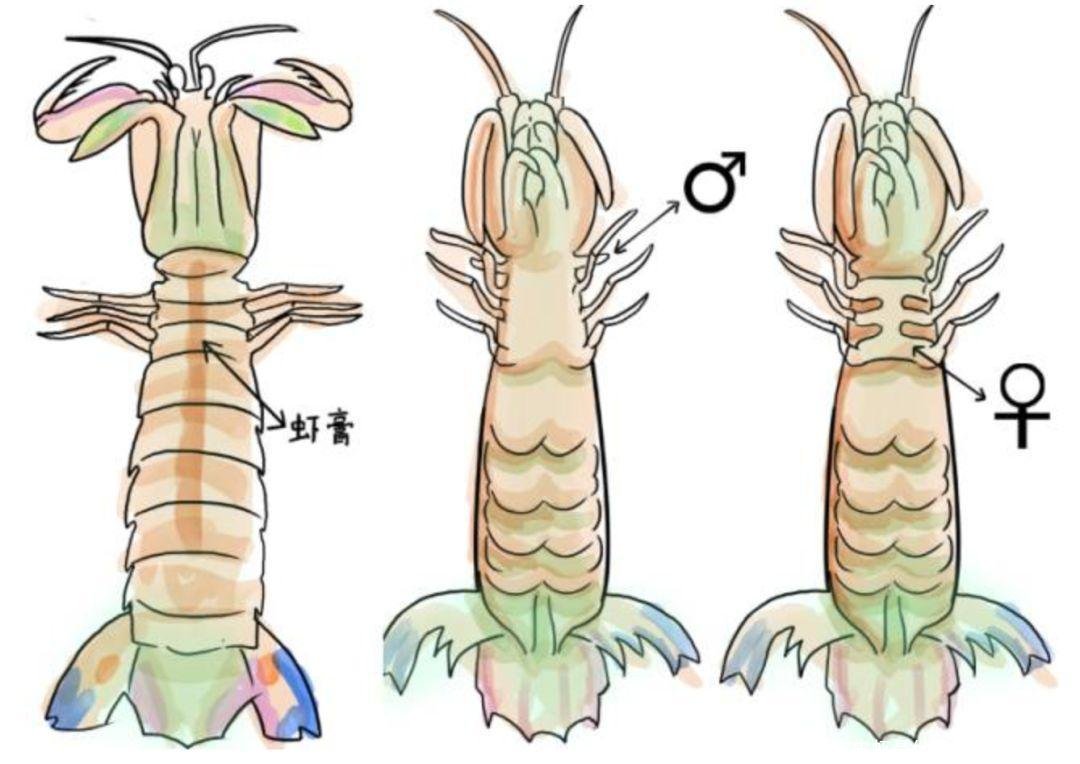 皮皮虾是什么梗的简单介绍 