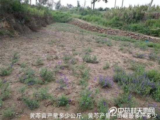 黄芩亩产量多少公斤，黄芩产量一亩能最多产多少 