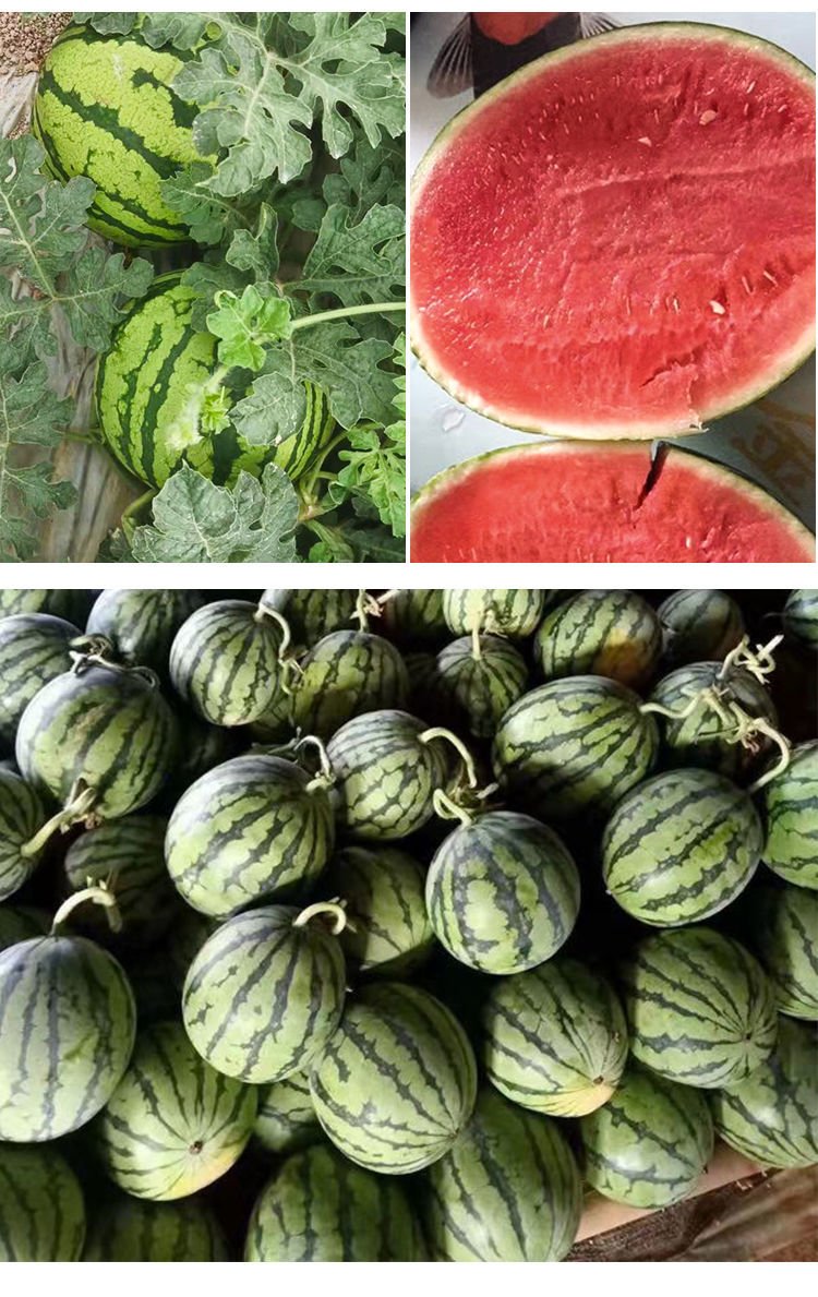 8424西瓜多少钱一斤（现在8424西瓜多少钱一斤） 