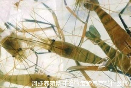 河虾养殖喂什么(海虾养殖喂什么)