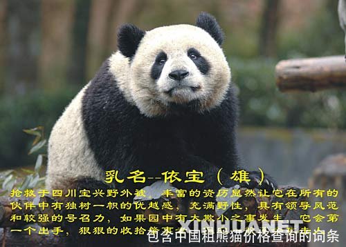 包含中国租熊猫价格查询的词条