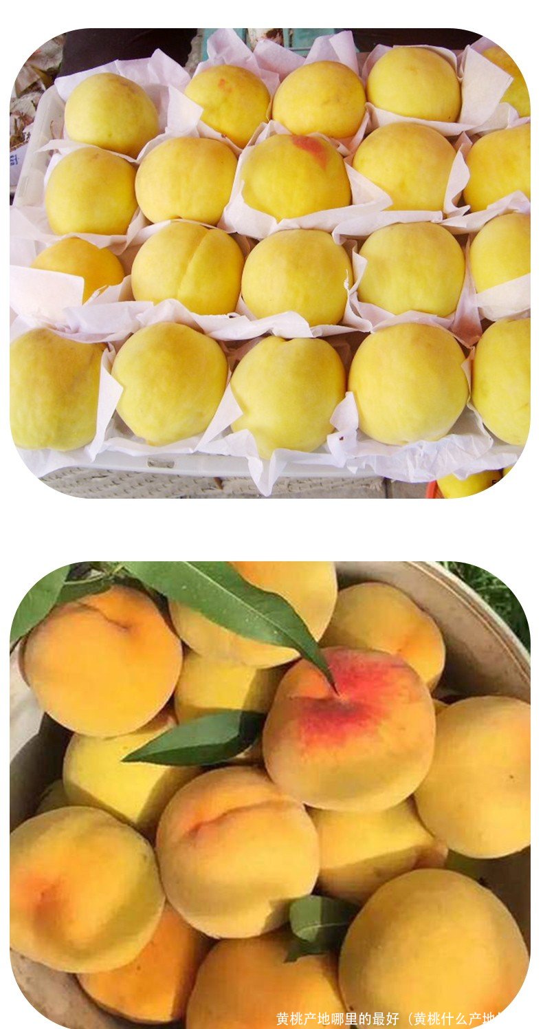 黄桃产地哪里的最好（黄桃什么产地好吃） 