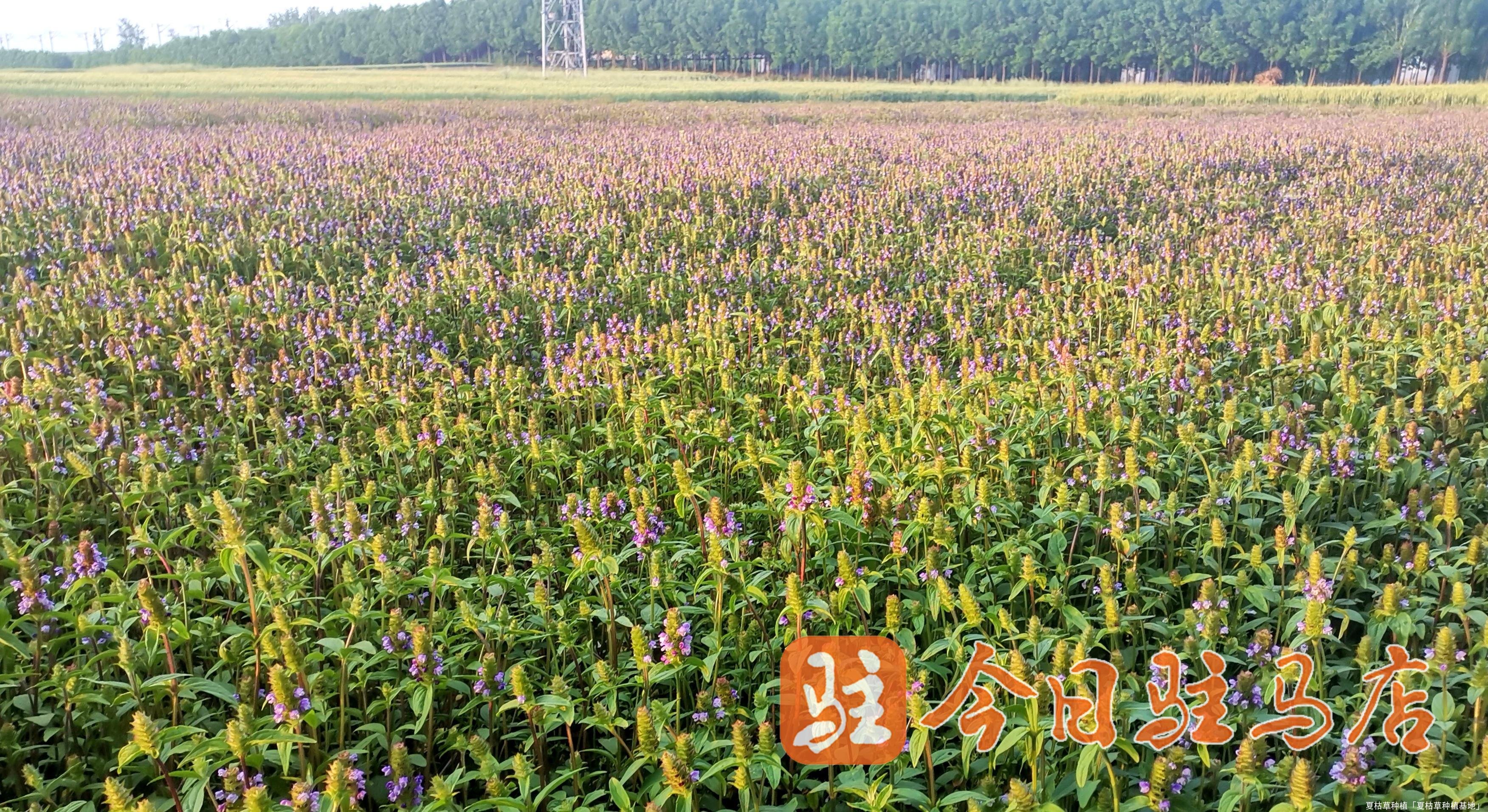 夏枯草种植「夏枯草种植基地」