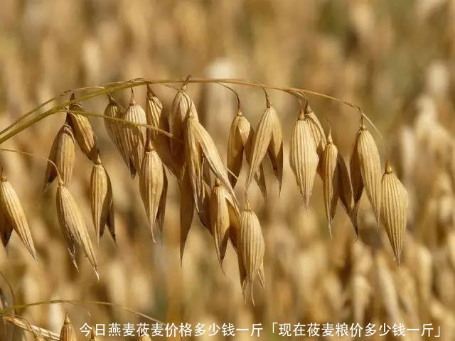 燕麦莜麦价格多少钱一斤「现在莜麦粮价多少钱一斤」
