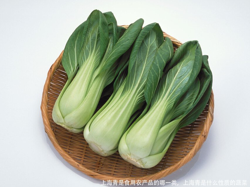 上海青是食用农产品的哪一类，上海青是什么性质的蔬菜 