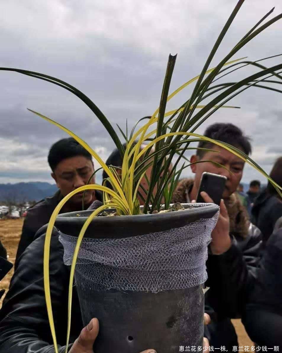 惠兰花多少钱一株，惠兰花多少钱一颗 