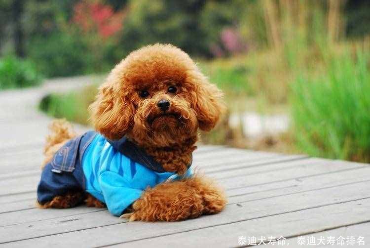 泰迪犬寿命，泰迪犬寿命排名 