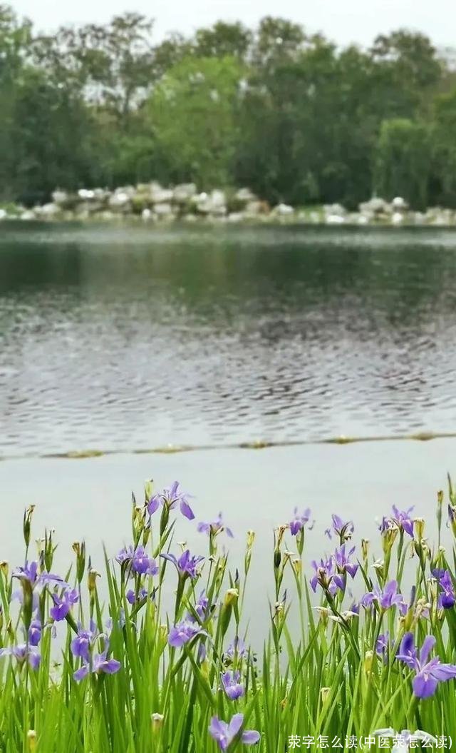 荥字怎么读(中医荥怎么读)