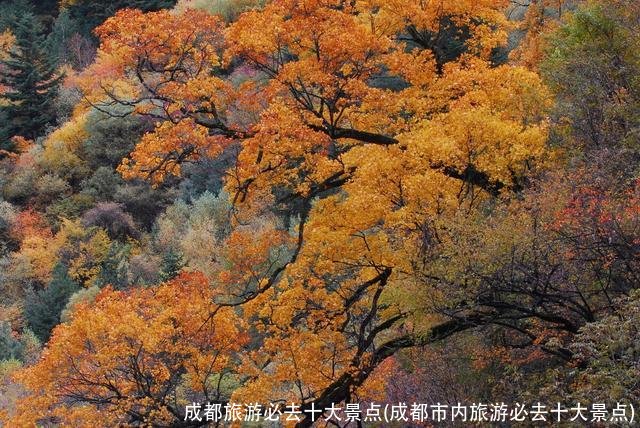 成都旅游必去十大景点(成都市内旅游必去十大景点)