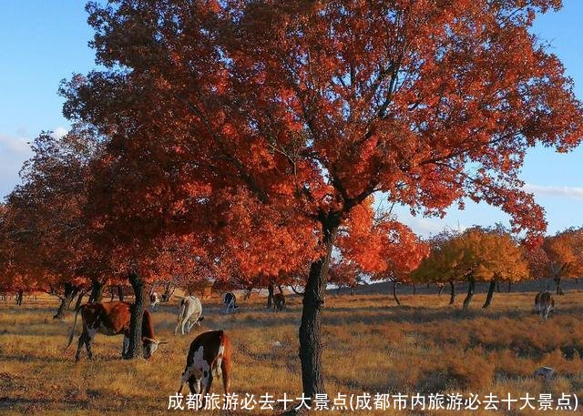 成都旅游必去十大景点(成都市内旅游必去十大景点)