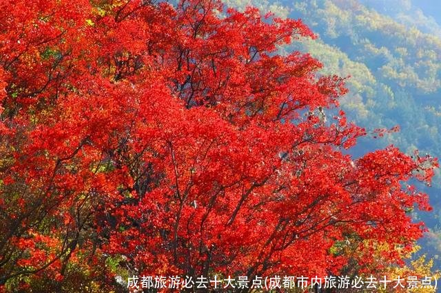 成都旅游必去十大景点(成都市内旅游必去十大景点)