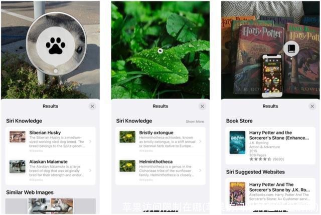 苹果访问限制在哪(苹果访问限制在哪里解除)