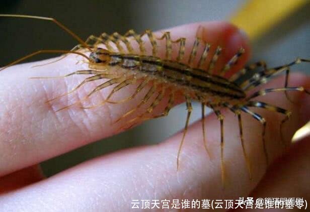 云顶天宫是谁的墓(云顶天宫是谁的墓零)