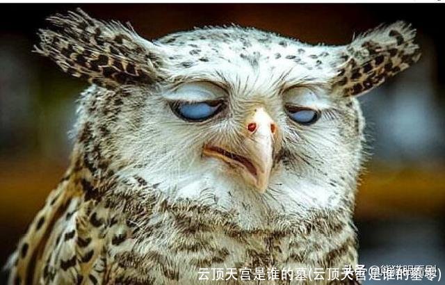 云顶天宫是谁的墓(云顶天宫是谁的墓零)