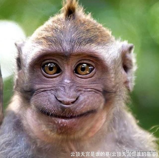 云顶天宫是谁的墓(云顶天宫是谁的墓零)