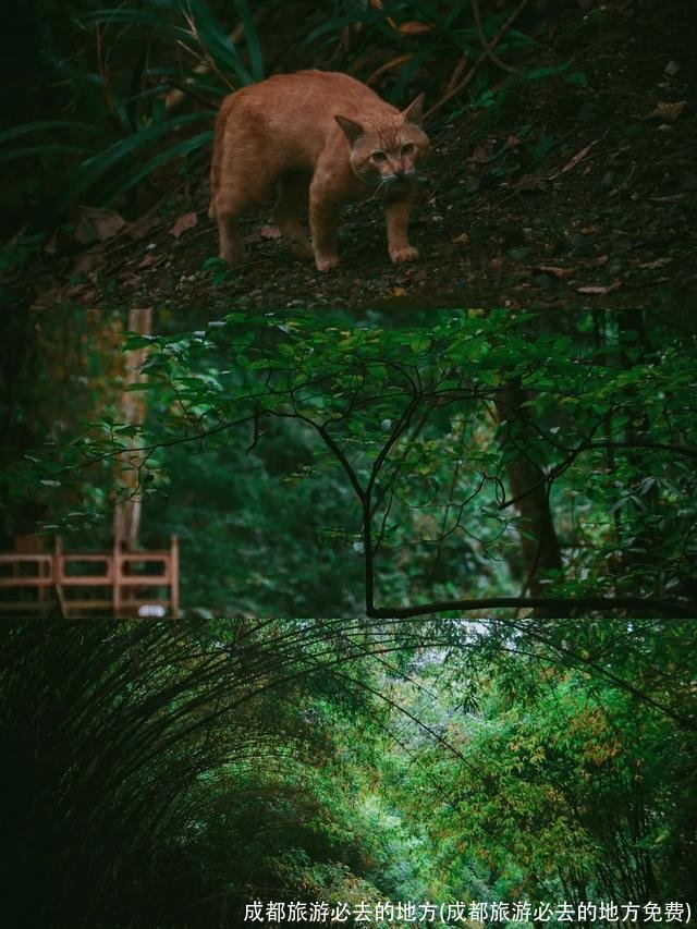 成都旅游必去的地方(成都旅游必去的地方免费)