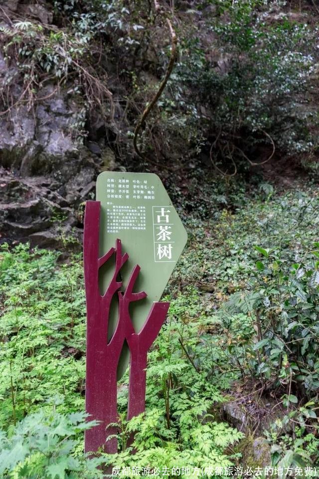 成都旅游必去的地方(成都旅游必去的地方免费)
