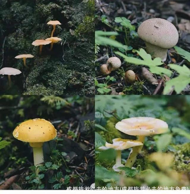 成都旅游必去的地方(成都旅游必去的地方免费)