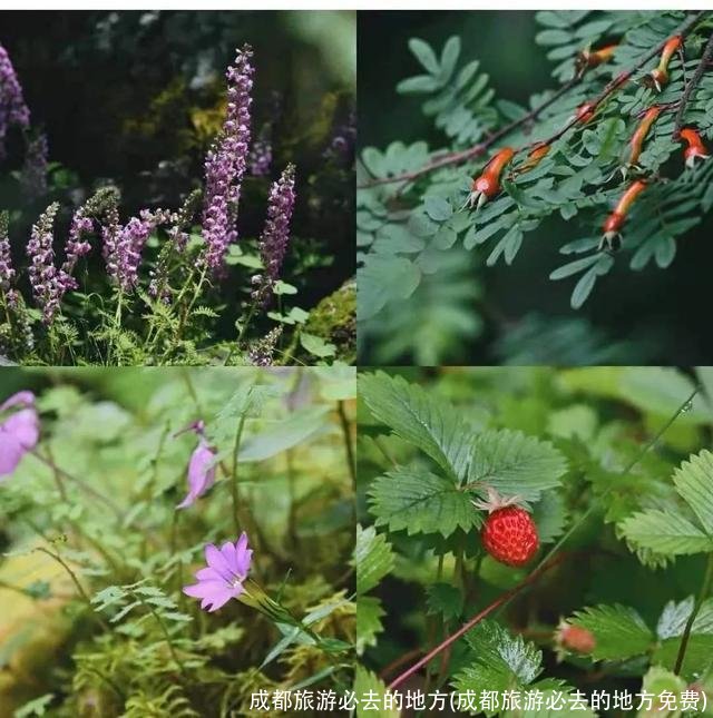 成都旅游必去的地方(成都旅游必去的地方免费)