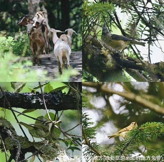 成都旅游必去的地方(成都旅游必去的地方免费)