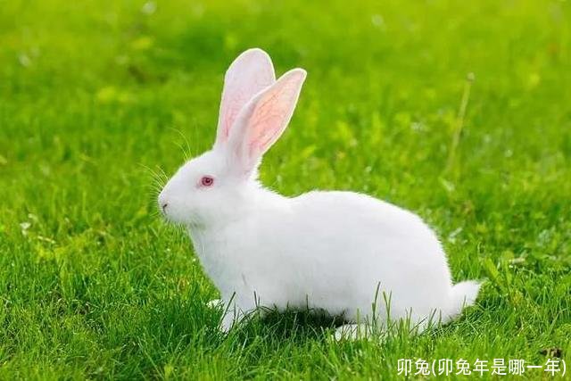 卯兔(卯兔年是哪一年)