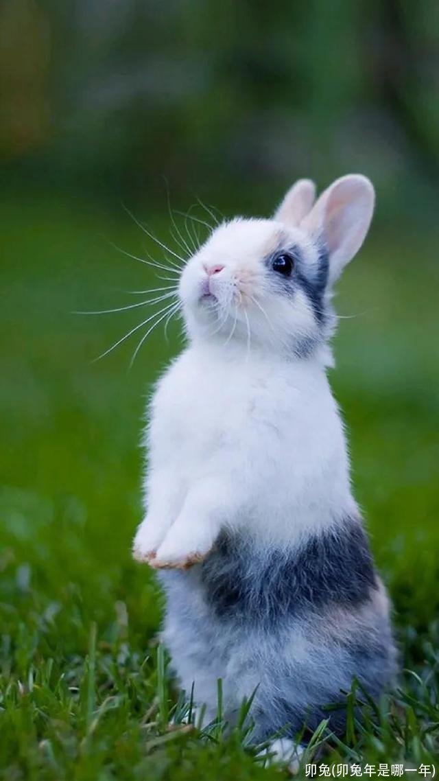 卯兔(卯兔年是哪一年)