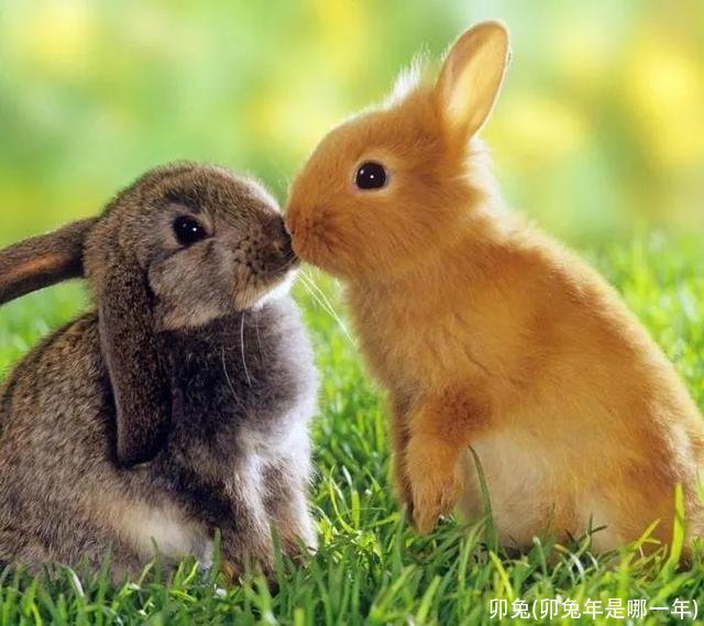 卯兔(卯兔年是哪一年)