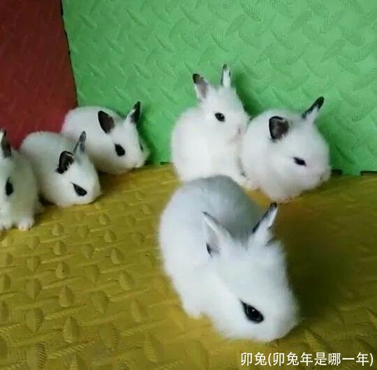 卯兔(卯兔年是哪一年)