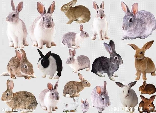 卯兔(卯兔年是哪一年)