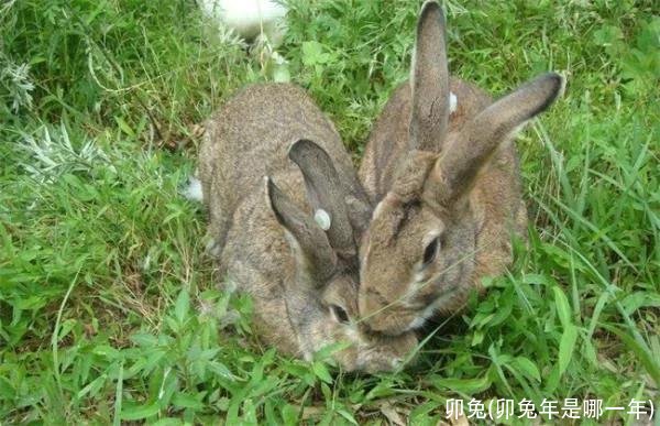 卯兔(卯兔年是哪一年)