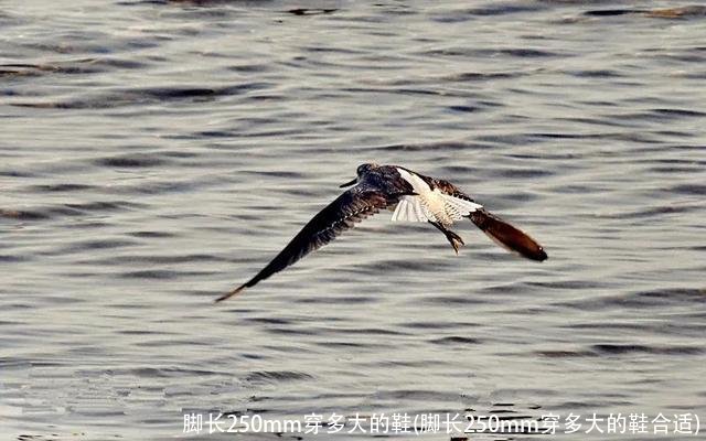 脚长250mm穿多大的鞋(脚长250mm穿多大的鞋合适)