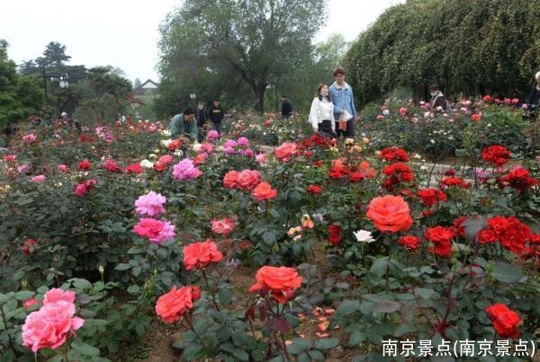 南京景点(南京景点)