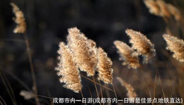 成都市内一日游(成都市内一日游最佳景点地铁直达)