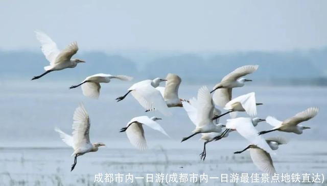 成都市内一日游(成都市内一日游最佳景点地铁直达)