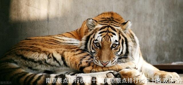 南京景点排行榜前十名(南京景点排行榜前十名 欢乐谷)