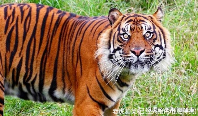 老虎种类(已经灭绝的老虎种类)