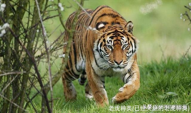 老虎种类(已经灭绝的老虎种类)