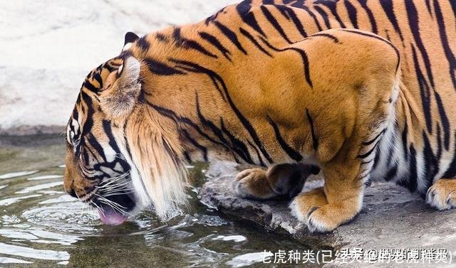 老虎种类(已经灭绝的老虎种类)