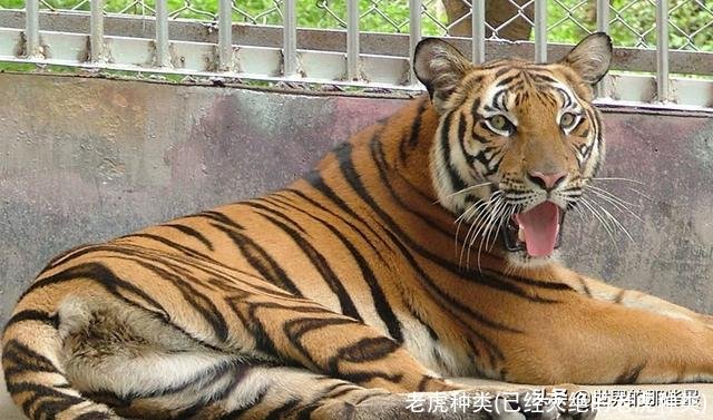 老虎种类(已经灭绝的老虎种类)