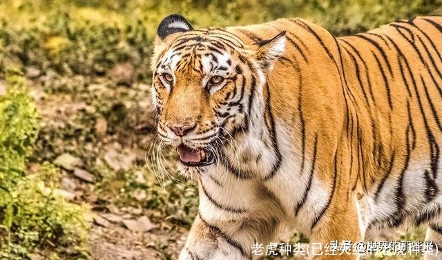 老虎种类(已经灭绝的老虎种类)