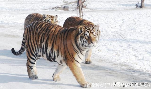老虎种类(已经灭绝的老虎种类)