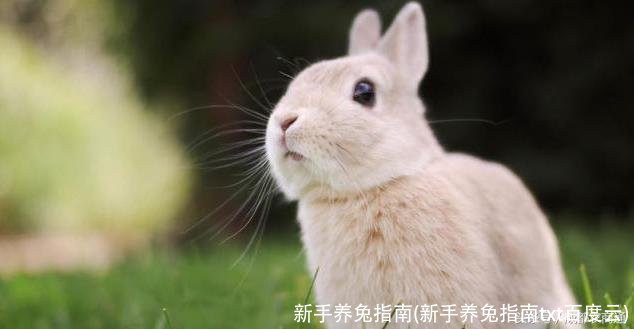 新手养兔指南(新手养兔指南txt百度云)