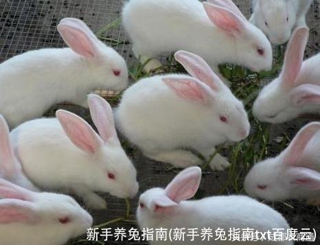 新手养兔指南(新手养兔指南txt百度云)