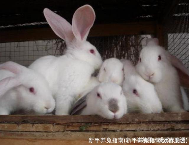 新手养兔指南(新手养兔指南txt百度云)