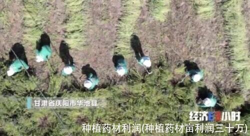 种植药材利润(种植药材亩利润三十万)