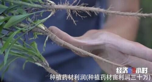 种植药材利润(种植药材亩利润三十万)