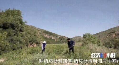 种植药材利润(种植药材亩利润三十万)