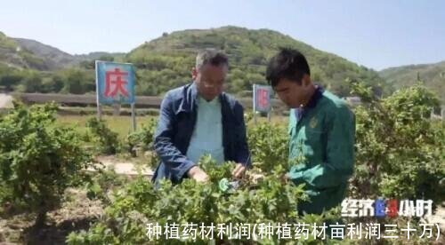 种植药材利润(种植药材亩利润三十万)