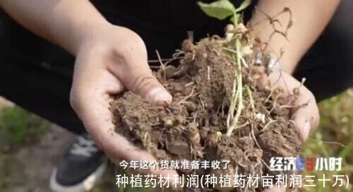 种植药材利润(种植药材亩利润三十万)