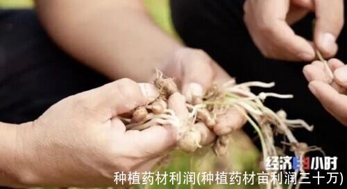 种植药材利润(种植药材亩利润三十万)